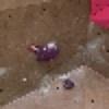 Hold preview